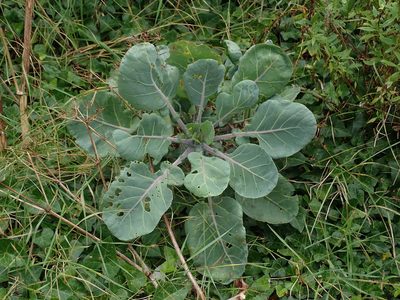 Brassica oleracea, photographed by Daniel Cahen