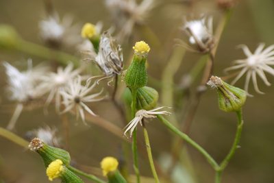 Senecio sylvaticus, photographed by Johan Kjær Prehn