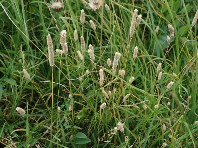 Phleum bertolonii, photographed by Daniel Cahen