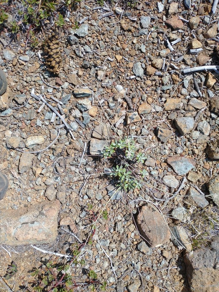 Eriogonum pendulum, photographed by Drew Meyer