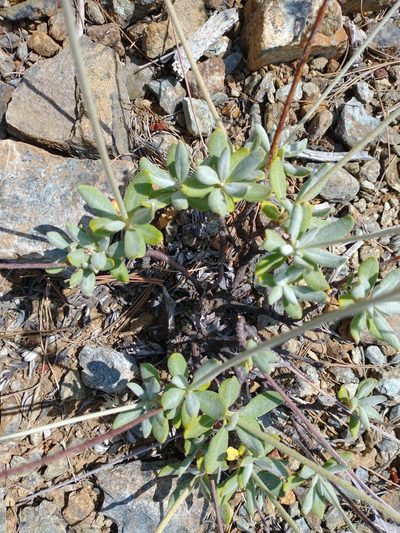 Eriogonum pendulum, photographed by Drew Meyer