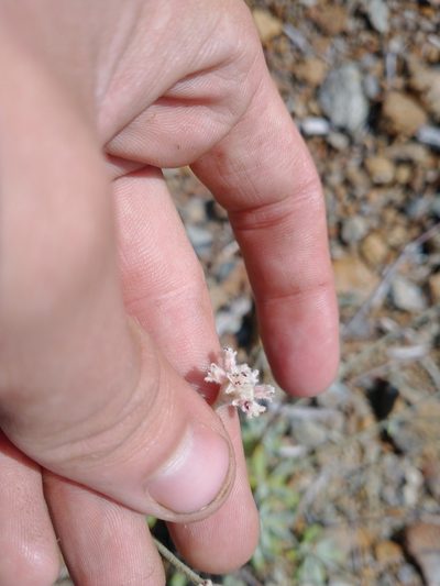 Eriogonum pendulum, photographed by Drew Meyer