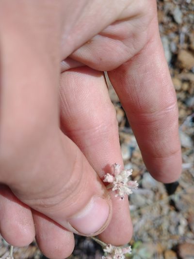 Eriogonum pendulum, photographed by Drew Meyer