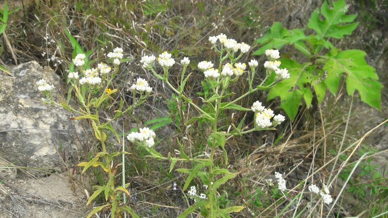 Pseudognaphalium viscosum, photographed by Viacheslav Shalisko