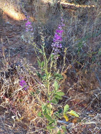 Cullen australasicum, photographed by Justin Cappadonna