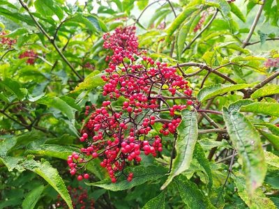 Sambucus williamsii, photographed by Ochirnima Nimaev