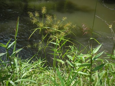 Cyperus refractus, photographed by Michael J. Papay