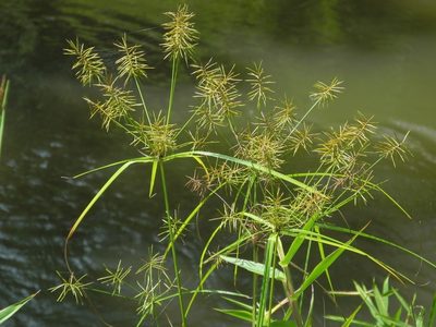 Cyperus refractus, photographed by Michael J. Papay