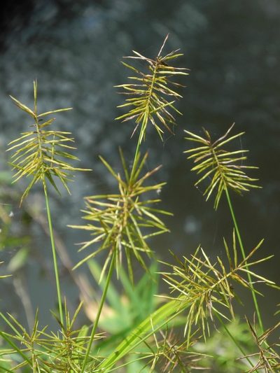 Cyperus refractus, photographed by Michael J. Papay