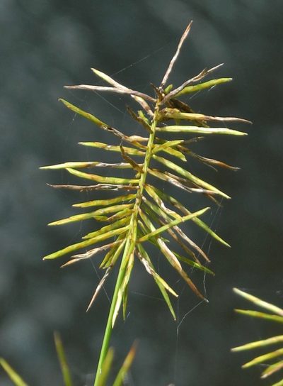 Cyperus refractus, photographed by Michael J. Papay