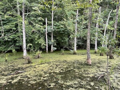 Carex decomposita, photographed by Brandon Corder