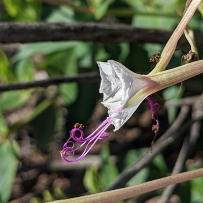 Mirabilis longiflora, photographed by Dominic Gentilcore