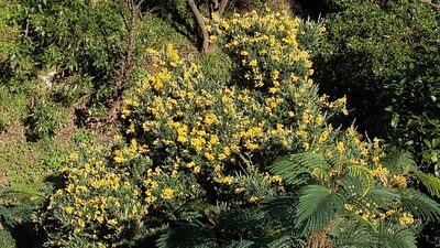 Genista stenopetala, photographed by Svend Hansen