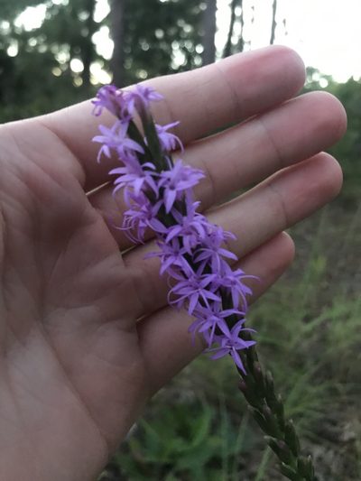 Liatris chapmanii, photographed by Ryan Donnelly