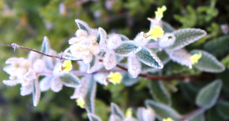 Stachys lamarckii, photographed by Tony Rebelo