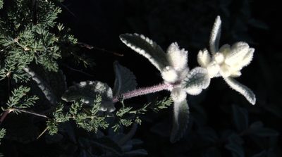 Stachys lamarckii, photographed by Tony Rebelo