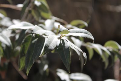 Agarista mexicana, photographed by Viacheslav Shalisko