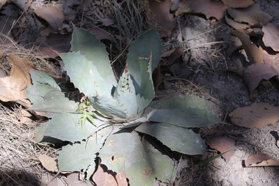 Agave guadalajarana, photographed by Viacheslav Shalisko