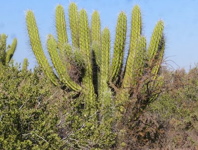 Stetsonia coryne, photographed by Jose Luis Navarro