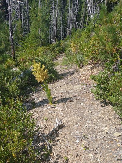 Veratrum insolitum, photographed by Drew Meyer