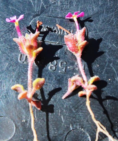 Zaluzianskya minima, photographed by Tony Rebelo