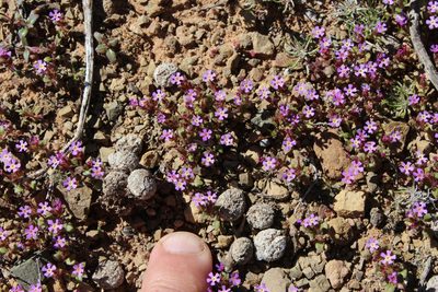 Zaluzianskya minima, photographed by Tony Rebelo