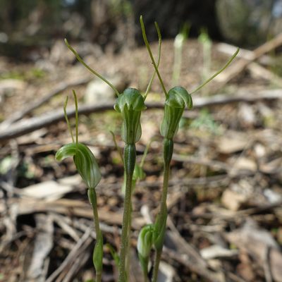 Pterostylis nana, photographed by yatesy