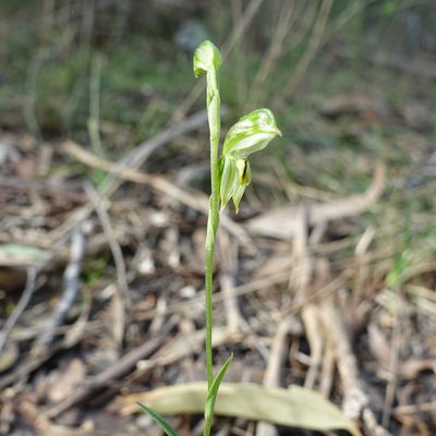 Pterostylis melagramma, photographed by yatesy