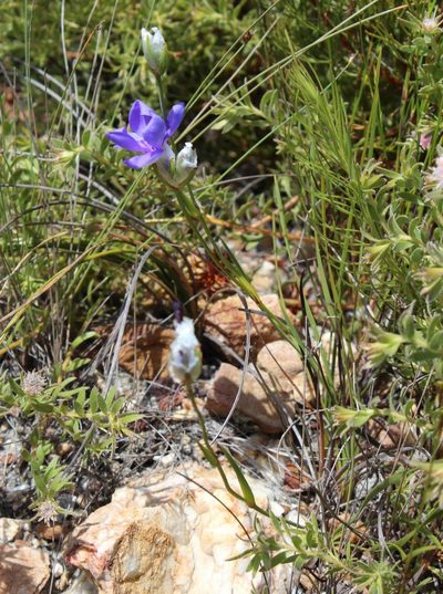 Aristea oligocephala, photographed by Tony Rebelo