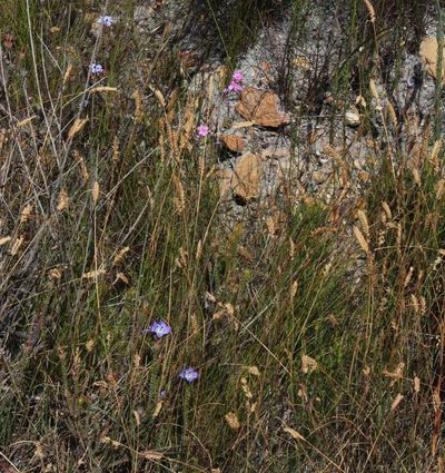 Ixia stricta, photographed by Tony Rebelo