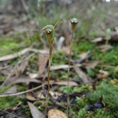 Pterostylis concinna, photographed by yatesy