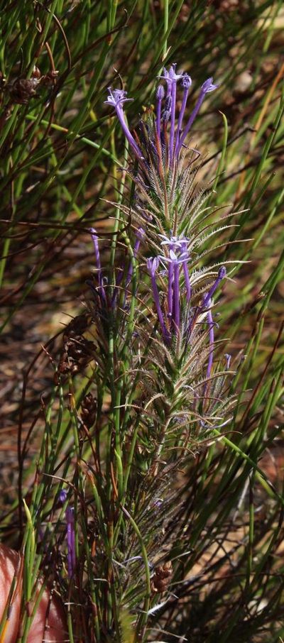 Merciera tenuifolia, photographed by Tony Rebelo
