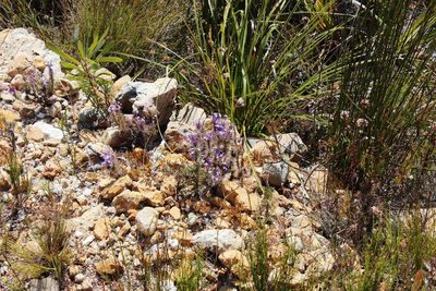 Merciera tenuifolia, photographed by Tony Rebelo