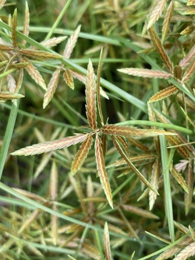 Cyperus filicinus, photographed by er-birds
