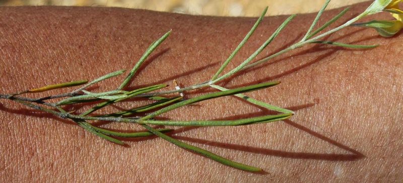 Argyrolobium aciculare, photographed by Tony Rebelo