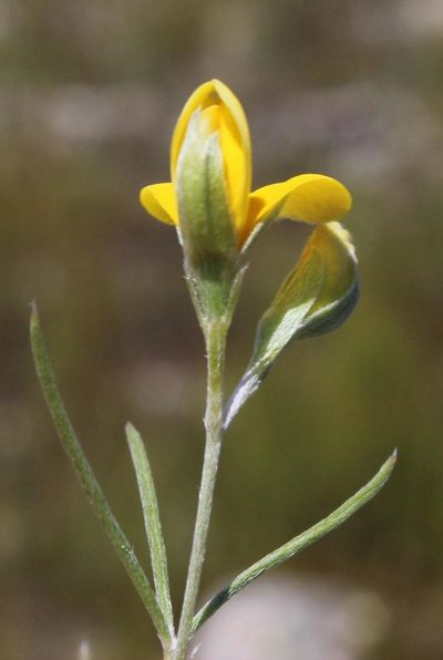 Argyrolobium aciculare, photographed by Tony Rebelo