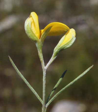 Argyrolobium aciculare, photographed by Tony Rebelo