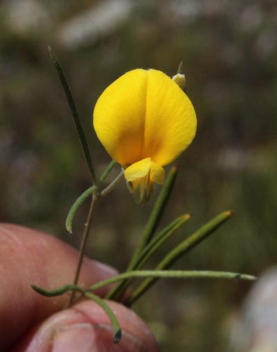 Argyrolobium aciculare, photographed by Tony Rebelo