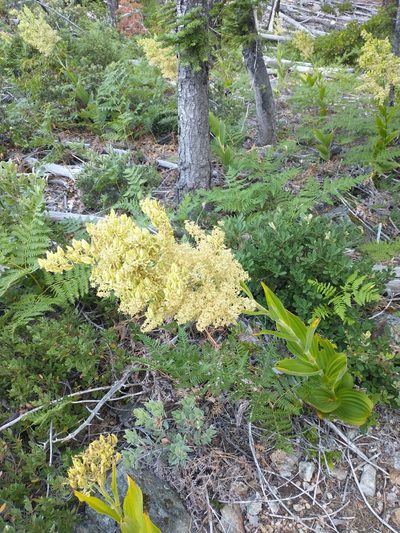 Veratrum insolitum, photographed by Drew Meyer