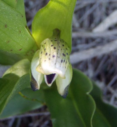 Disa hallackii, photographed by Nicola van Berkel