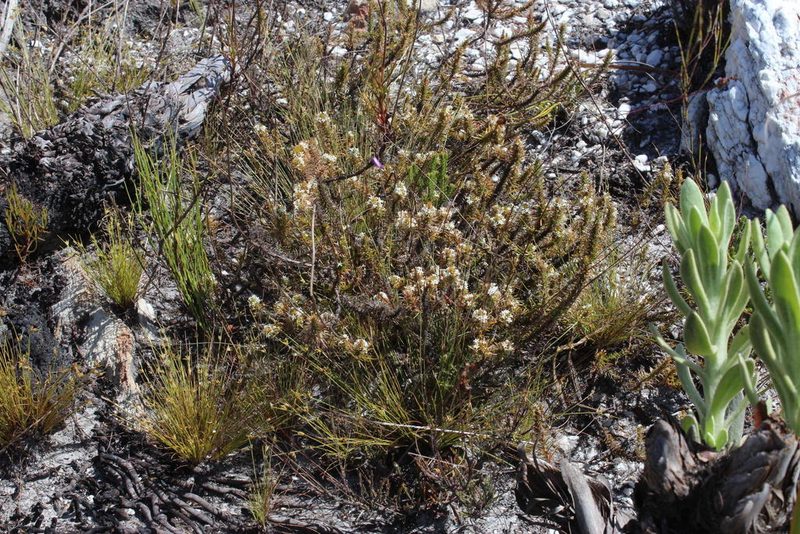 Merciera brevifolia, photographed by Tony Rebelo