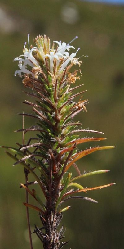 Merciera brevifolia, photographed by Tony Rebelo