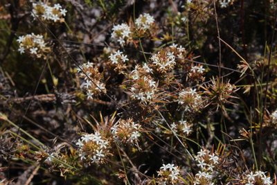 Merciera brevifolia, photographed by Tony Rebelo