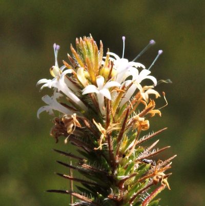 Merciera brevifolia, photographed by Tony Rebelo