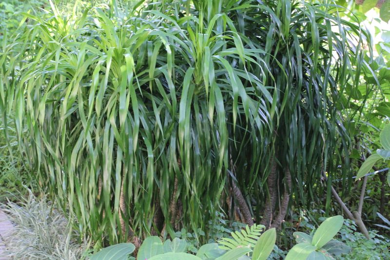 Dracaena cochinchinensis, photographed by Agnes Trekker