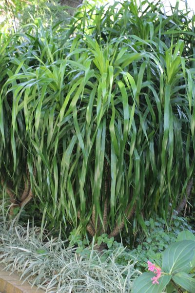 Dracaena cochinchinensis, photographed by Agnes Trekker