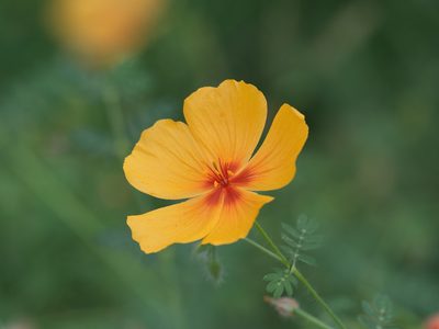 Kallstroemia grandiflora, photographed by Forest Botial-Jarvis