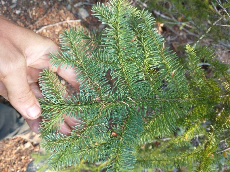 Abies procera, photographed by Drew Meyer