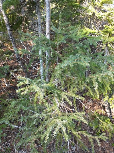 Picea breweriana, photographed by Drew Meyer