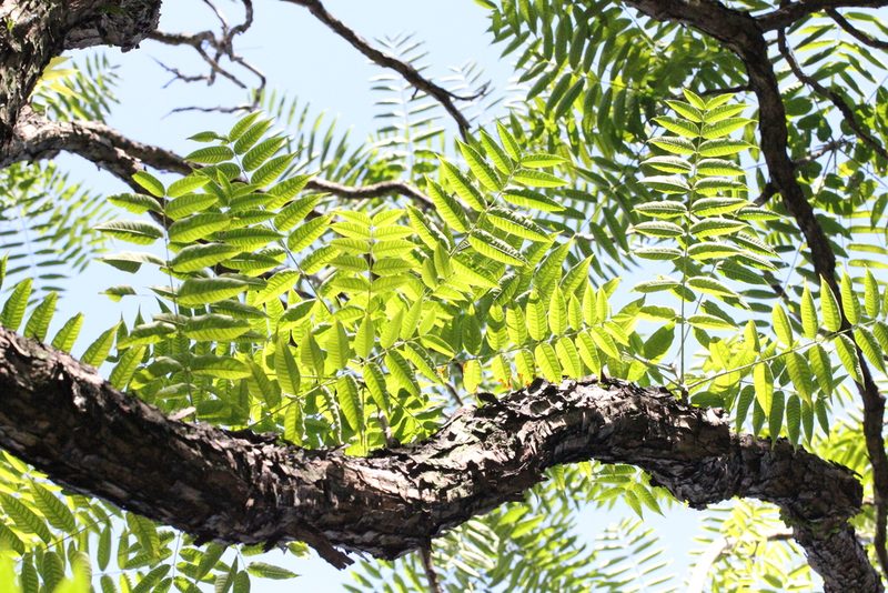 Toona sinensis, photographed by Agnes Trekker